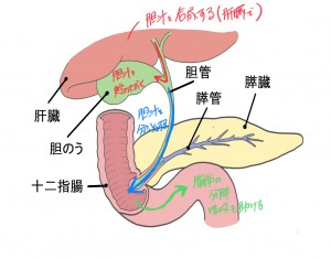肝外胆管閉塞 2