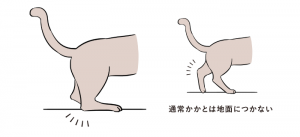 flowchart-cat-arukikata_photo_220201_3_syokou