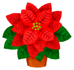 poinsettia