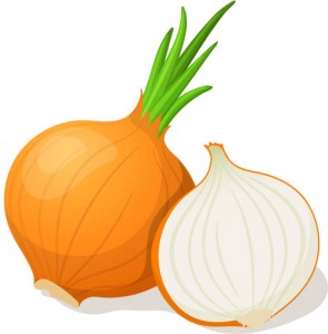 Onion isolated on white. Vector illustration