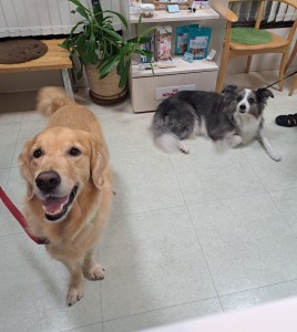 Screenshot_20251019_175015_Gallery